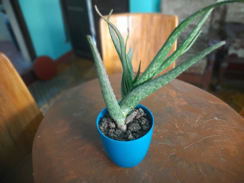 Aloe vera