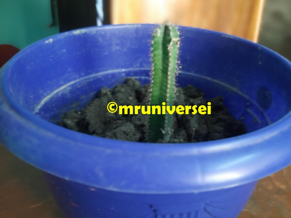 Cactus Plant