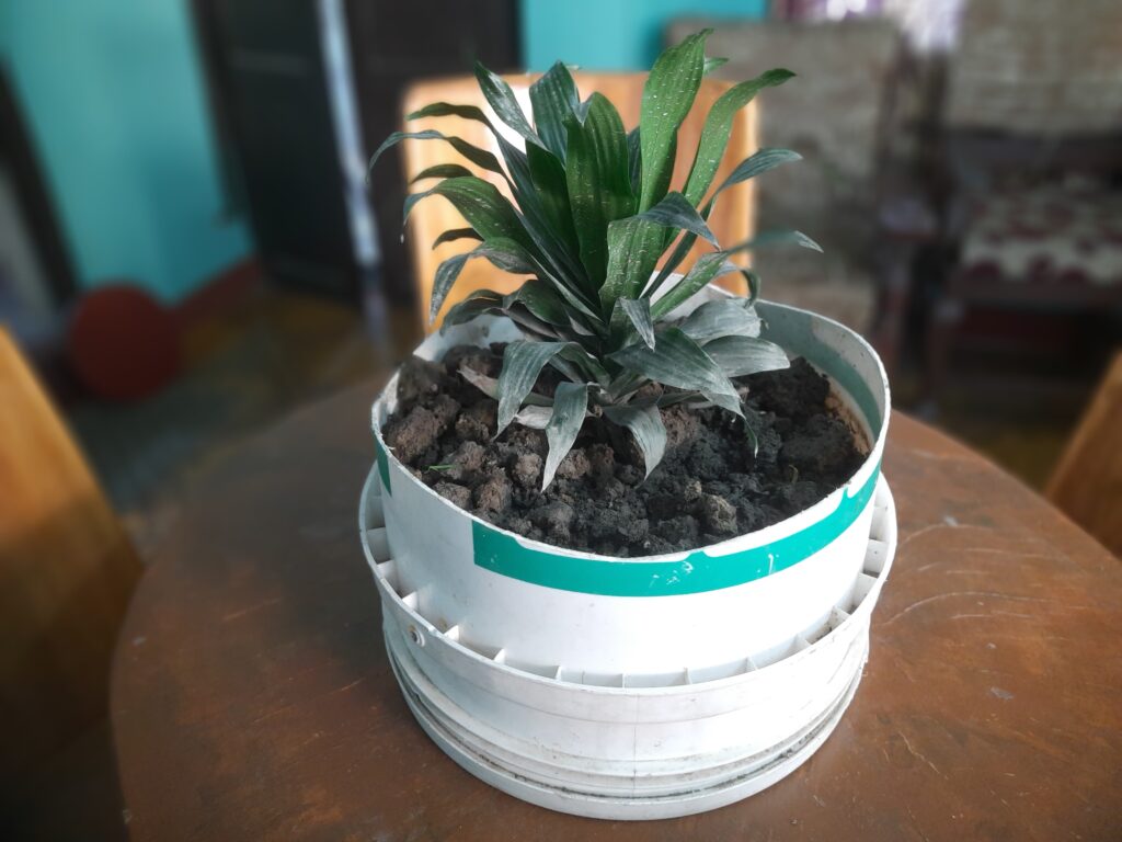Dracaena fragrans Plant