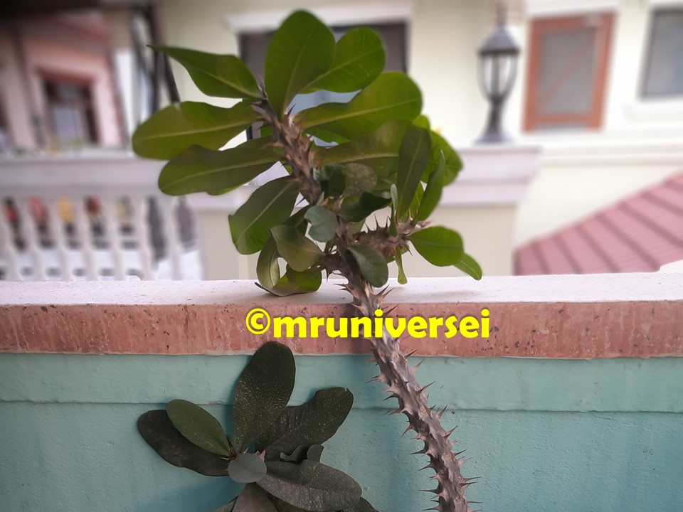Euphorbia milii or crown of thorns