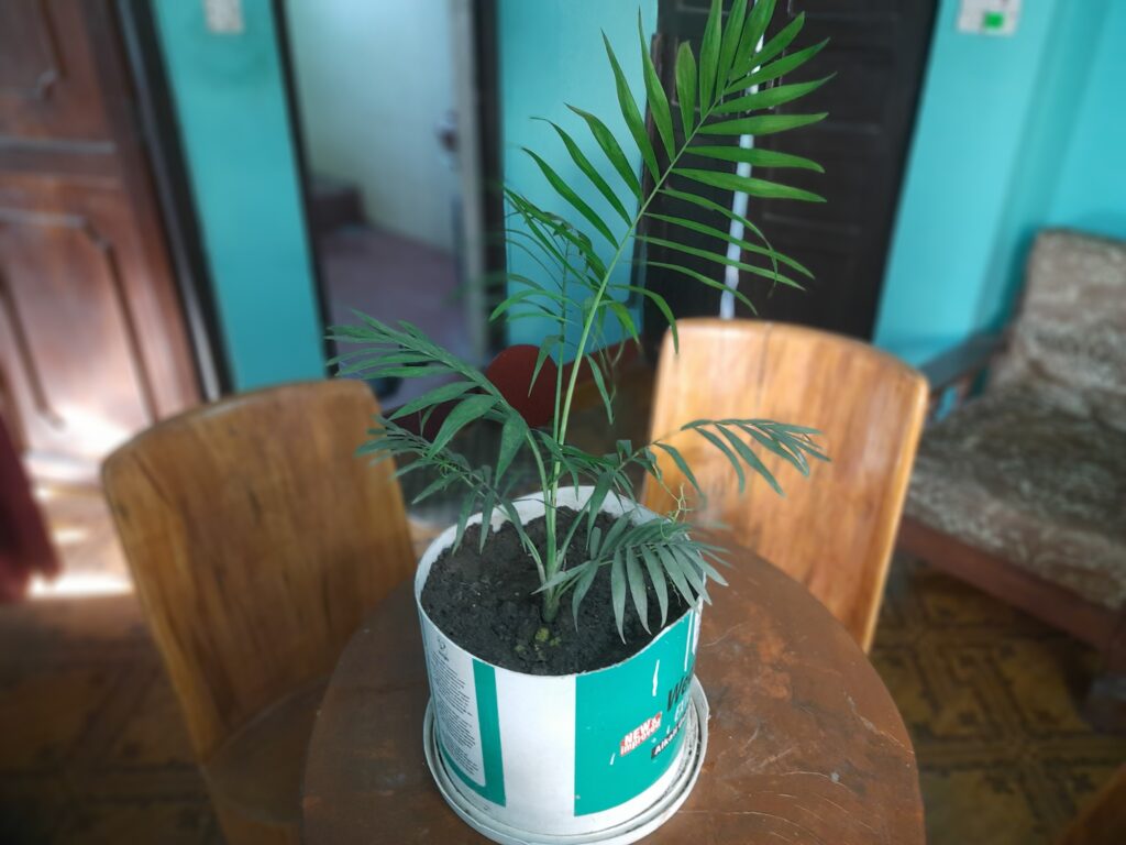 Indoor Palm Tree, Chrysalidocarpus Lutescens Areca Plants, Home Decor Air Plants