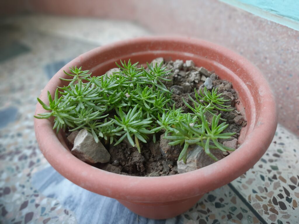 Jenny's stonecrop