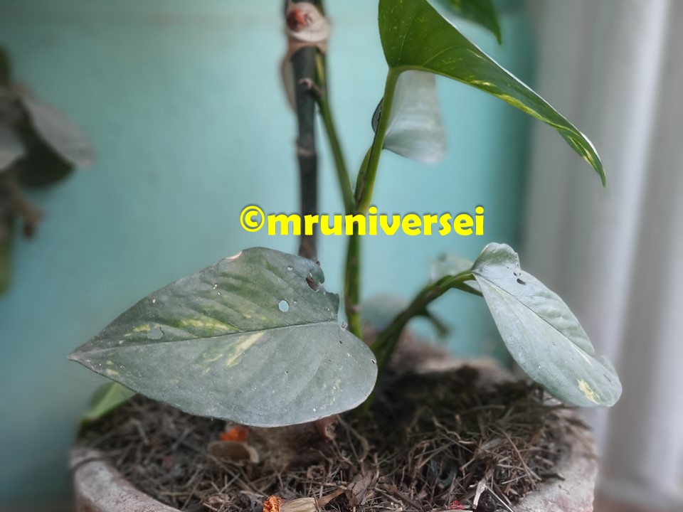 Money Plant-