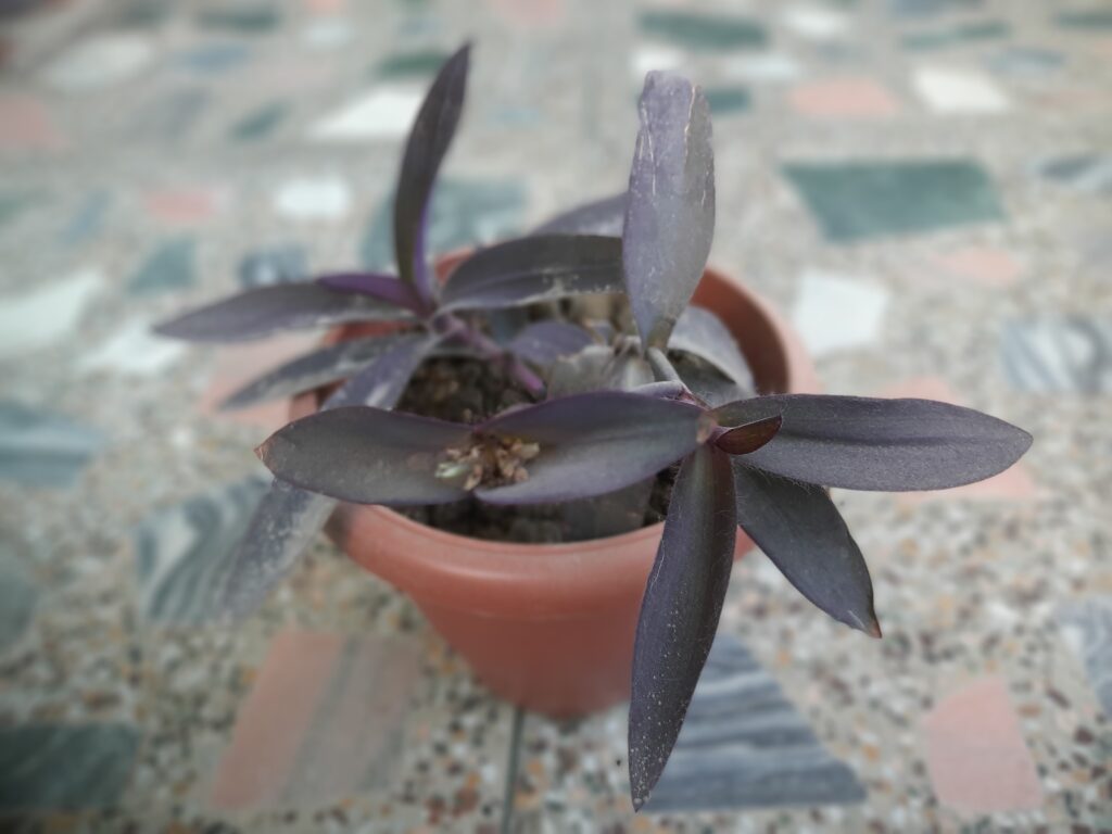 Purple heart