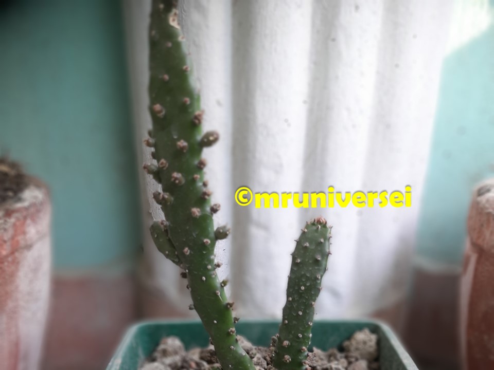 Schlumbergera opuntioides