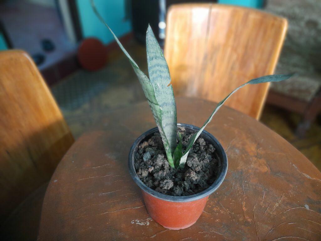 Snake Plant