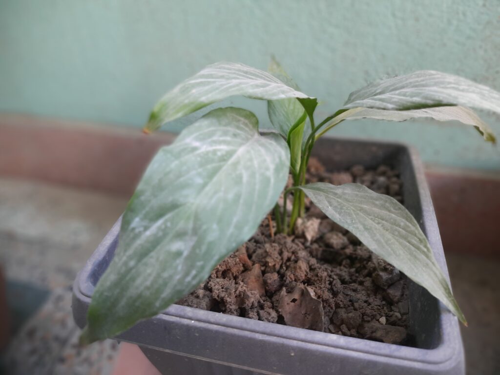 Spathiphyllum Lepelplant Chopin or Peace Lily Plant