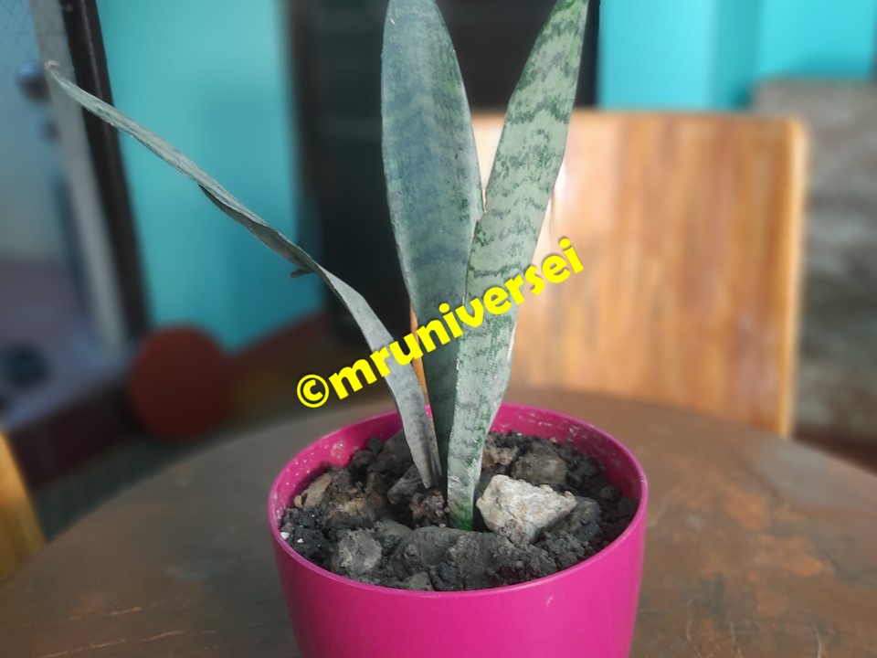 Variegated Sanseveria or Snake Plant, Live Natural Indoor Plant, Air Purifying Plant