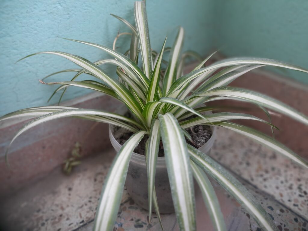 Verigated Spider Live Indoor Plant
