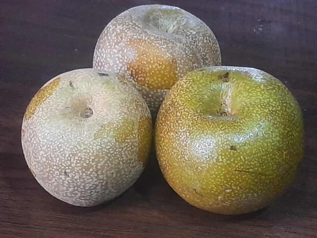 10 Health and Nutrition Benefits of Pears- Introduction, Description, and Keynotes