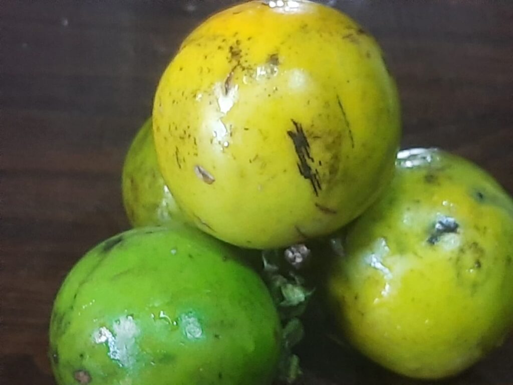 10 Health and Nutrition Benefits of Persimmon fruit(Haluwaved) Introduction, Description, and Keynotes