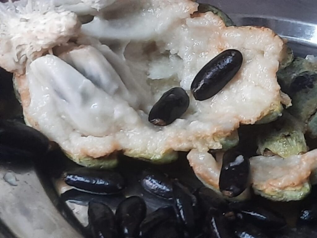 Annona squamosa fruit