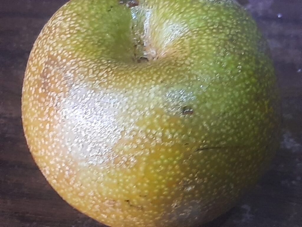 Asian pear fruit