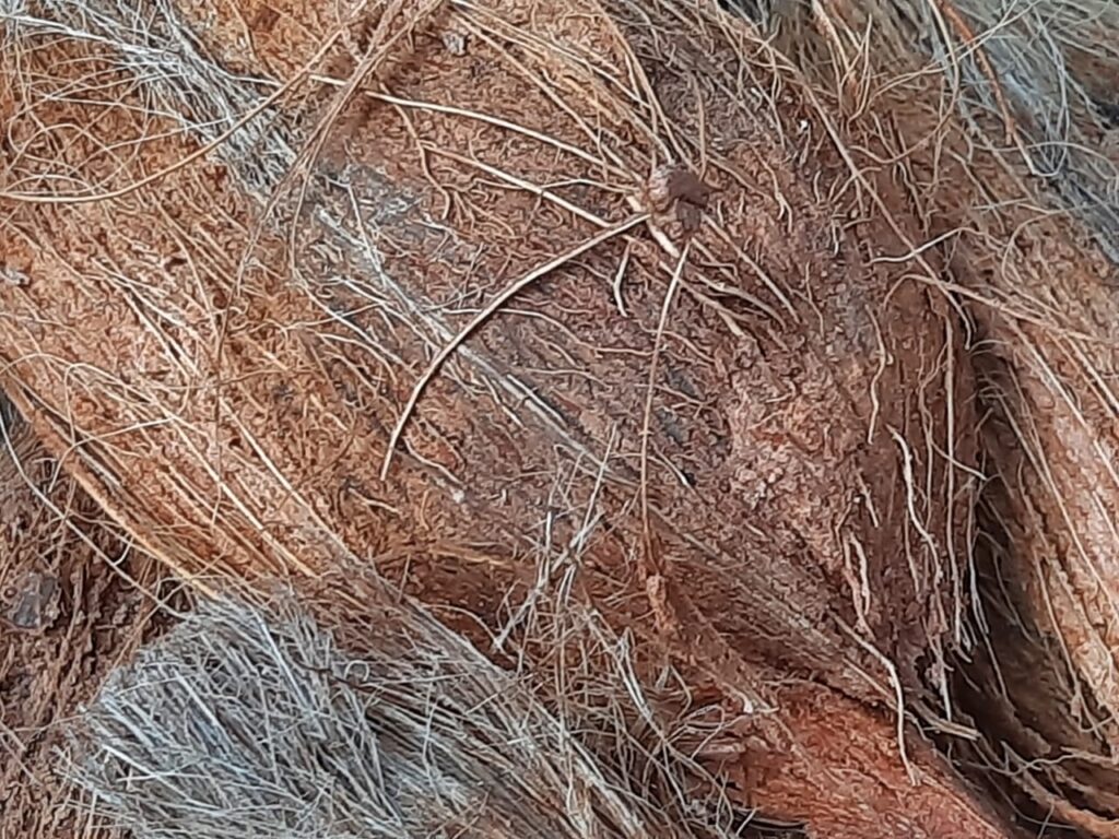 Coconut-