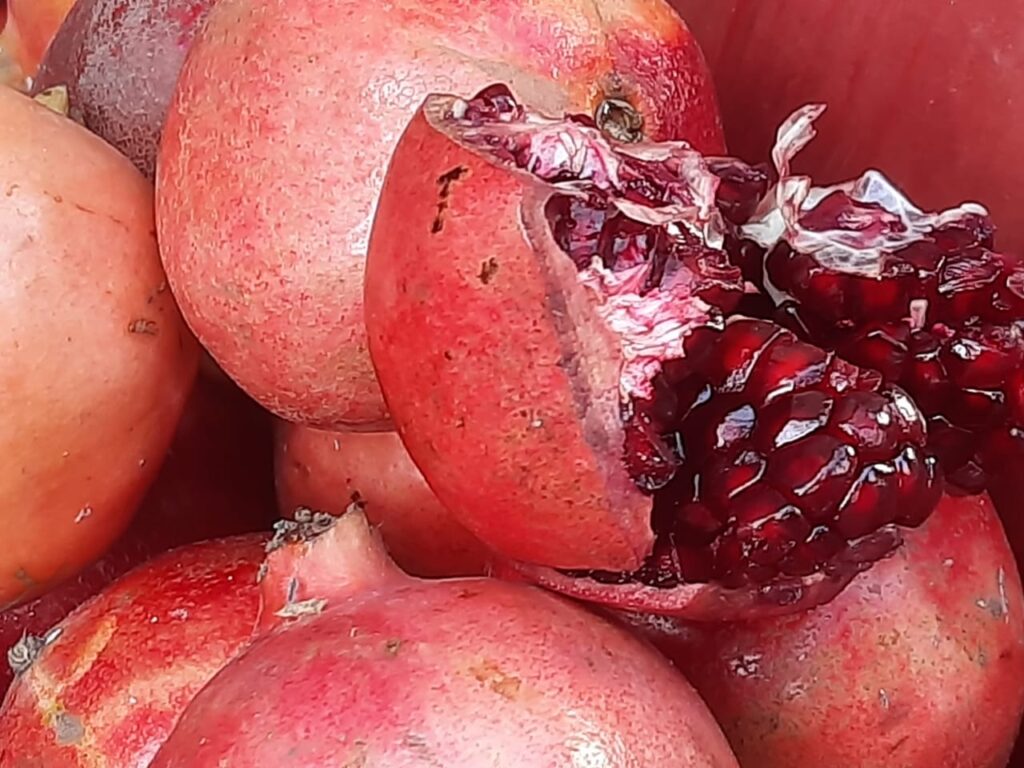 Collection of Pomegranates