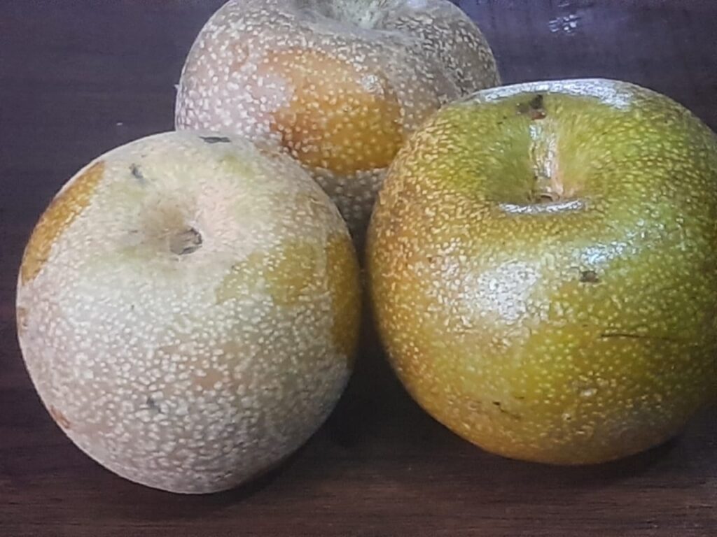 Pyrus pyrifolia fruit