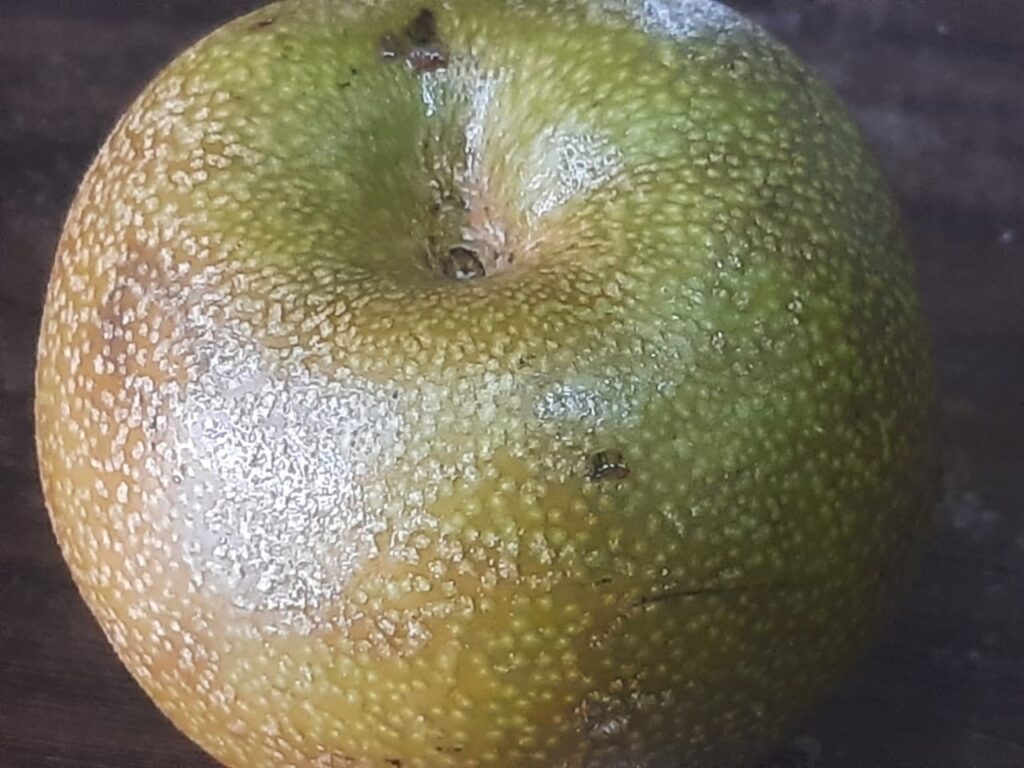 Pyrus pyrifolia fruit, known as Asian pear, Nashi pear, or sand pear