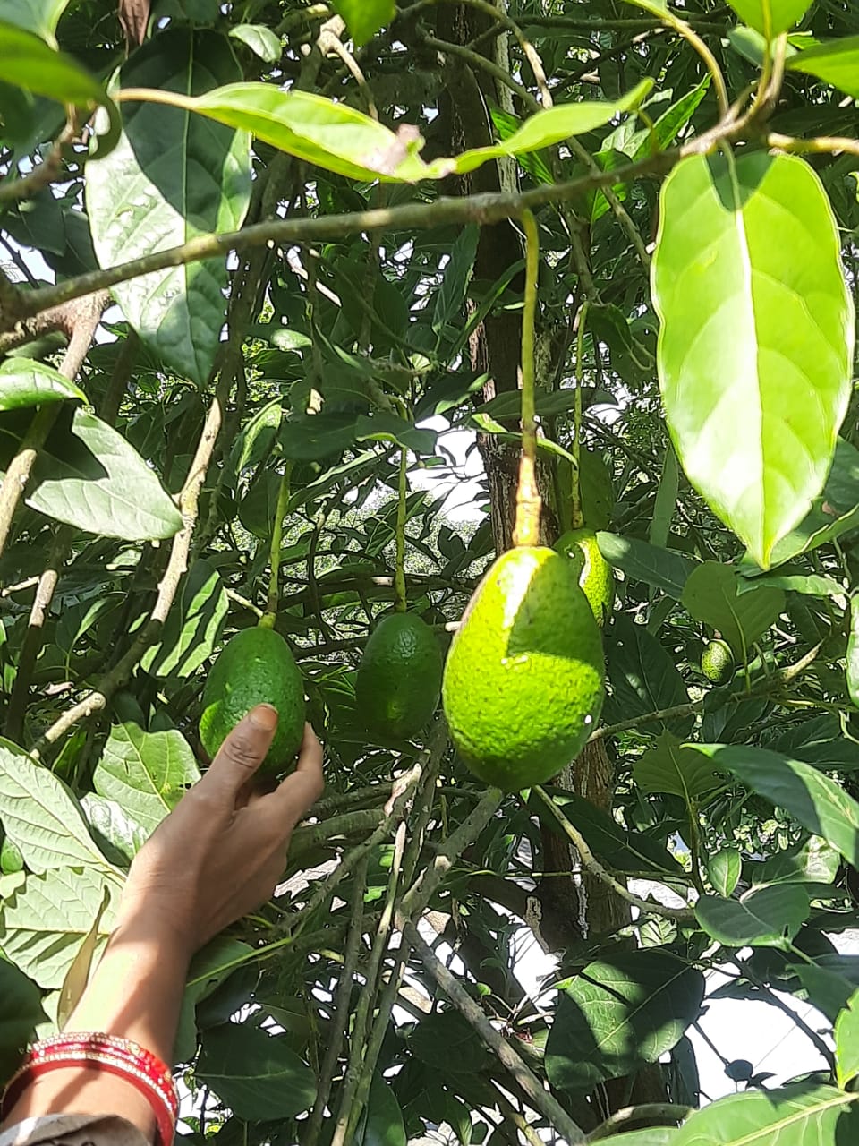 10 Health and Nutrition Benefits of Avocardo- Introduction, Description, and Keynotes