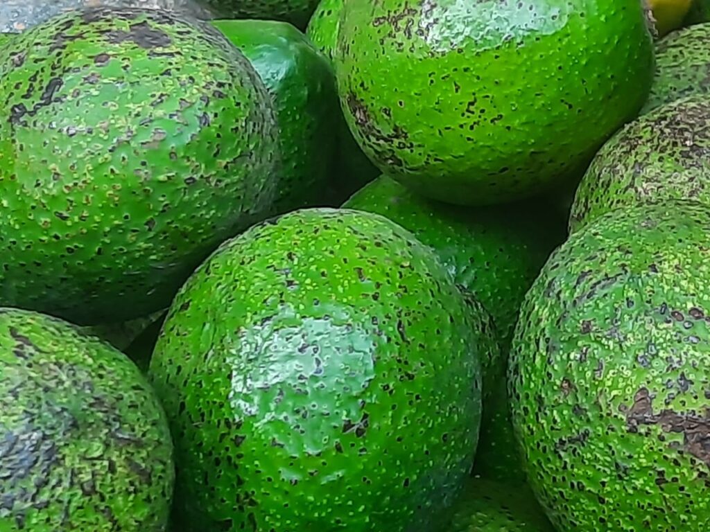 Avocardo