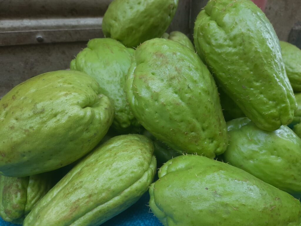 Chayote (Sechium edule)