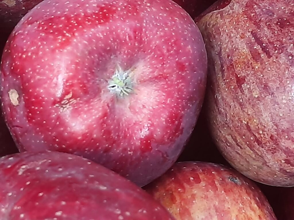 Malus domestica