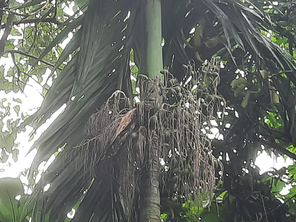 10 Health Benefits of Areca nut(Supari)- Introduction, Description, and Keynotes