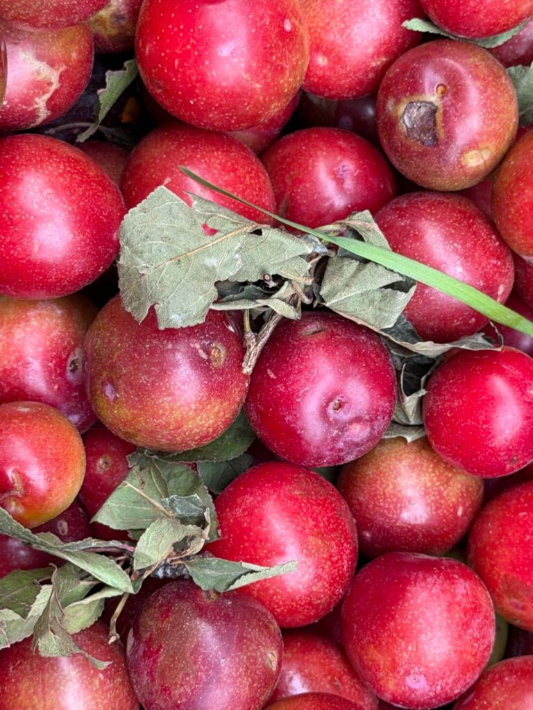 A close-up shot of freshly harvested Aloo Bukhara plums showing textured red skins mixed with dry green leaves