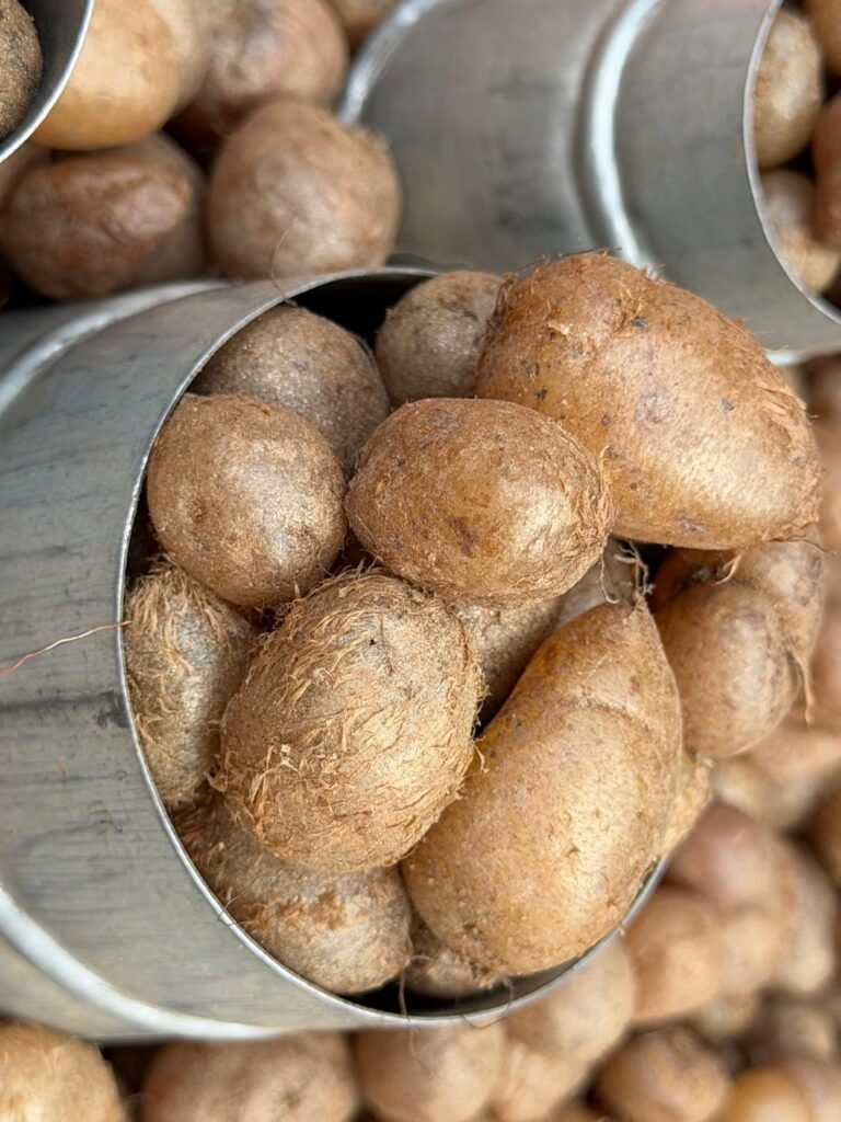 Freshly harvested Pani Amala tubers, a natural, starchy thirst-quencher from the Himalayan hills